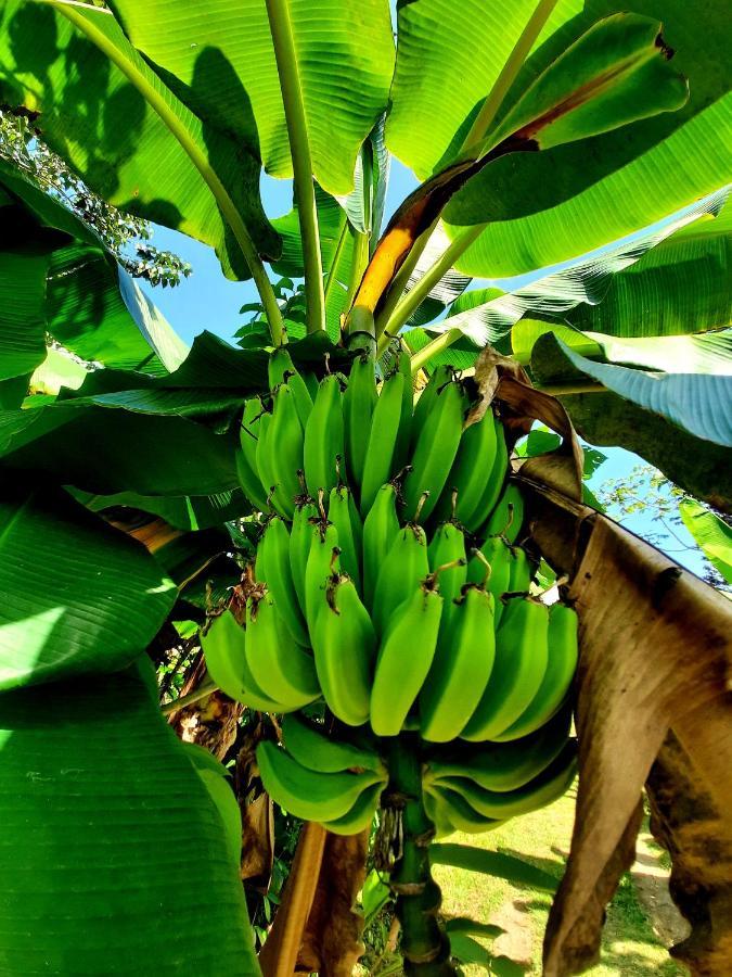 La Munequita Lodge 1 - Culture & Nature Experience Palmar Norte Экстерьер фото